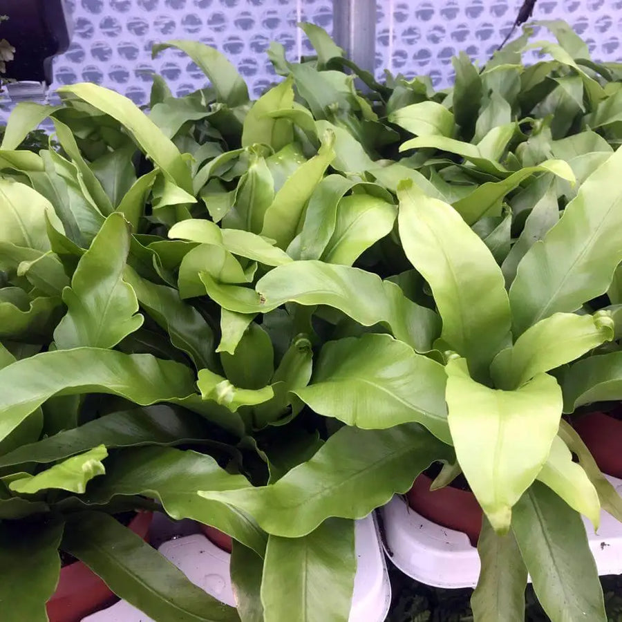 Buy Crested Birds Nest Fern (Asplenium antiquum 'Leslie') (PPL274) Online at £9.49 from Reptile Centre