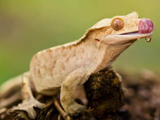 Crested Gecko Setup