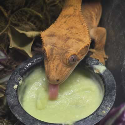 Crested Gecko Prepared Foods