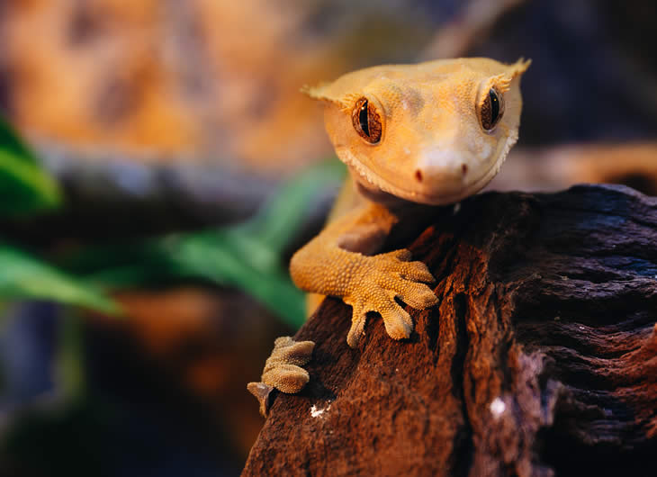 Crested Gecko Care Guide: Feeding, Habitat & Tips