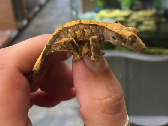 Crested Geckos For Sale
