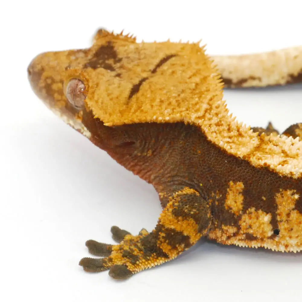 Buy Crested Gecko Setup online