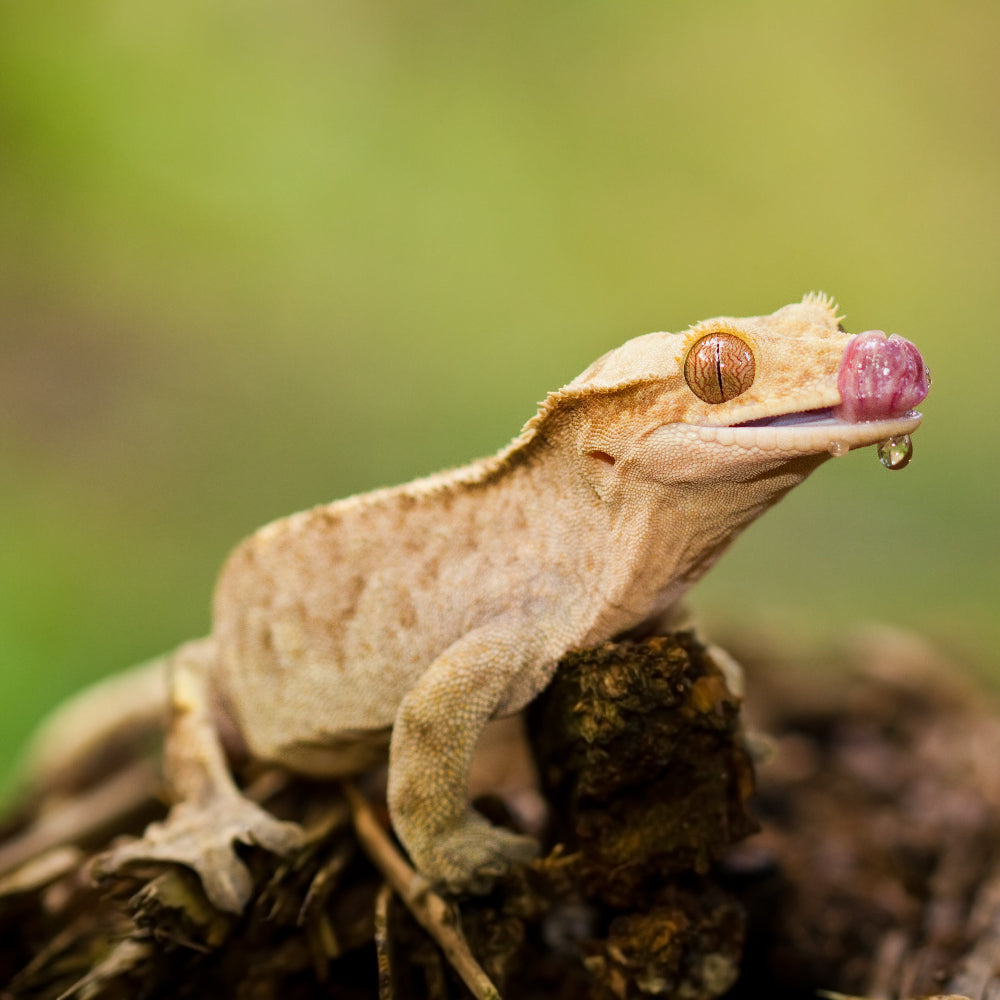 A crested gecko enjoing a drink while stood on a mossy log against a green blurry backdrop.