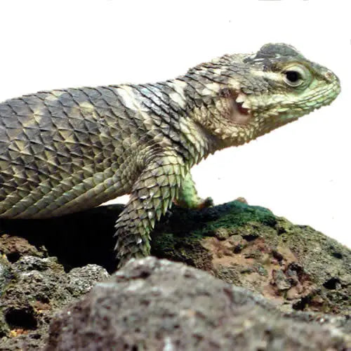 Buy Crevice Spiny Lizard Setup online