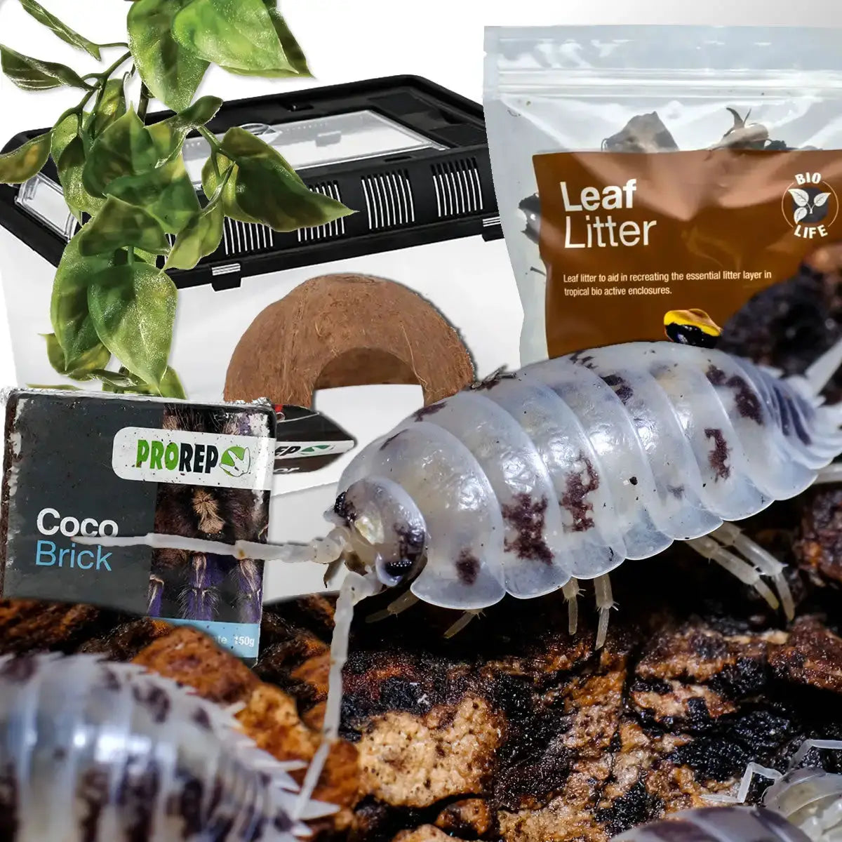 Buy Dairy Cow Isopods Complete Kit online