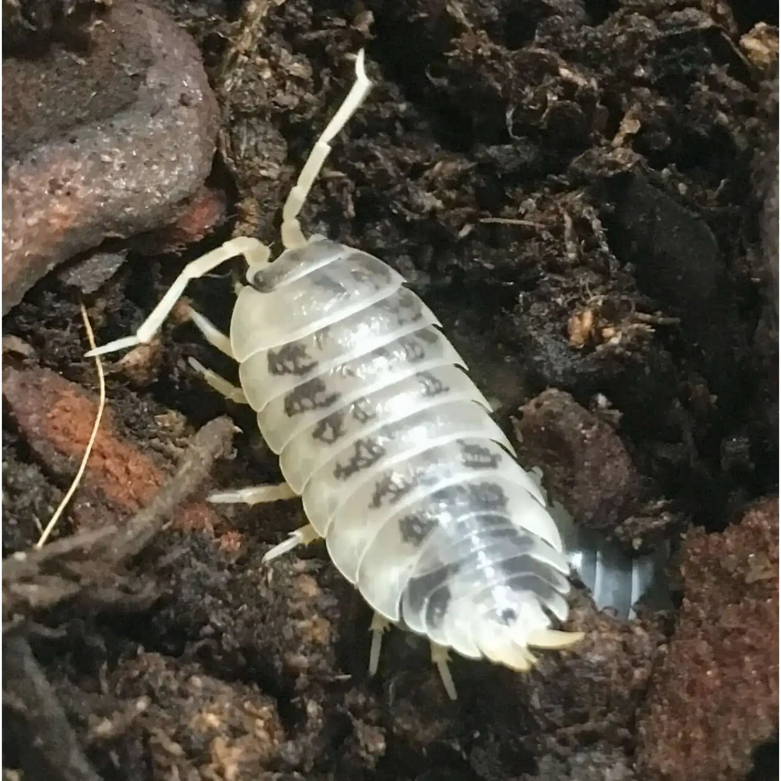 Buy Dairy Cow Isopods Complete Kit online