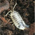 Dairy Cow Isopods  - Default 