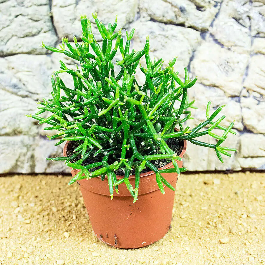 Buy Dancing Bones Cactus (Hatiora sp.) online