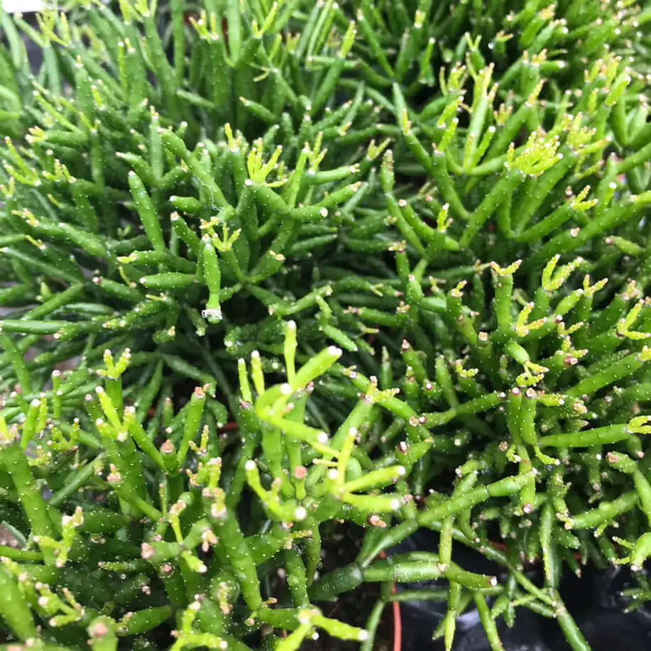 Buy Dancing Bones Cactus (Hatiora sp.) online