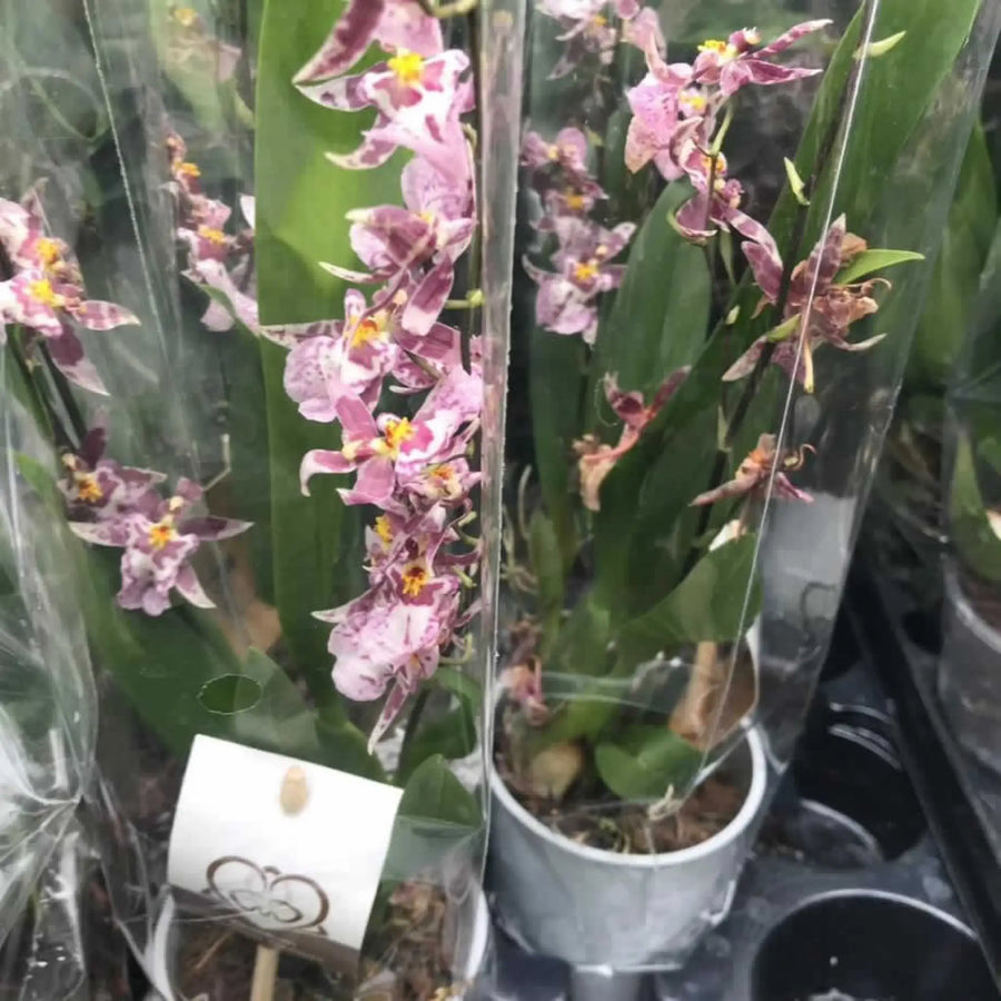 Buy Dancing Lady Orchid (Oncidium sp) (PPL279) Online at £10.44 from Reptile Centre