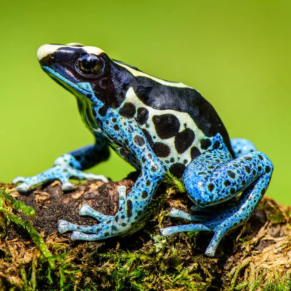 Buy Dart Frog Setup online