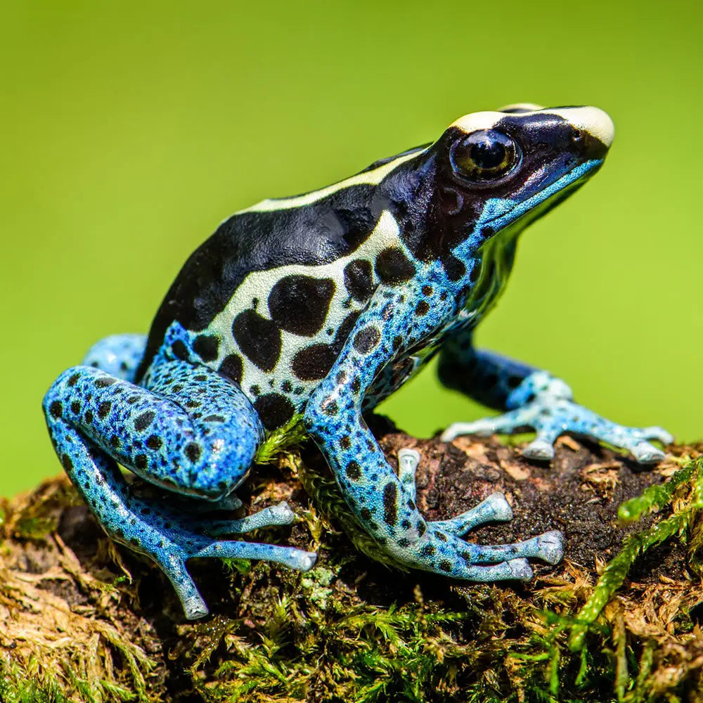 A blue and yellow dart frog basking on a damp branch which is covered in moss.