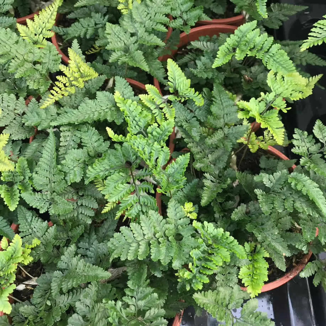 Buy Davallia Fern (Davallia sp.) (PPL212L) Online at £9.49 from Reptile Centre