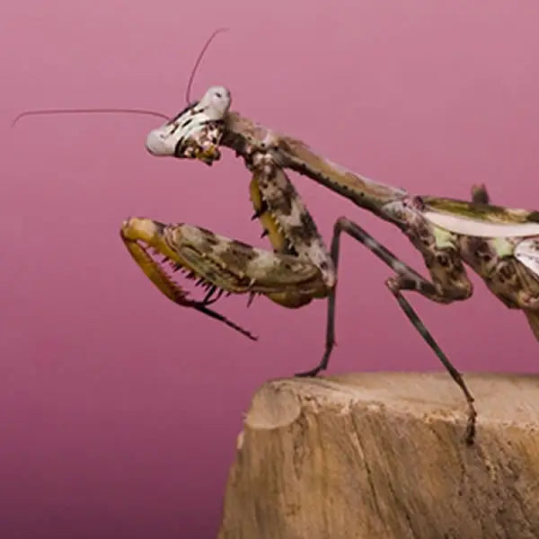 Buy Dead Leaf Mantis Setup online