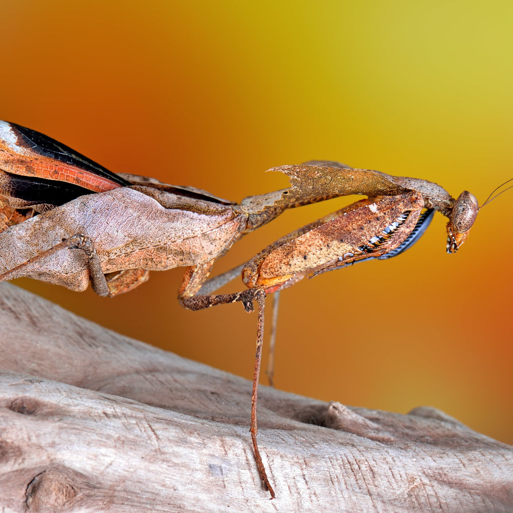 A dead leaf mantis in shades of brown and beige blending in against a pale wooden ornament