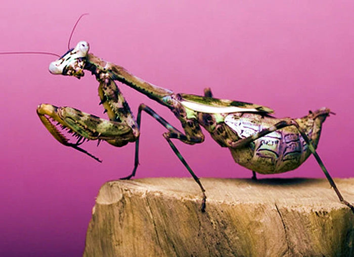 Praying Mantis Setup