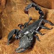 Emperor Scorpion Setup