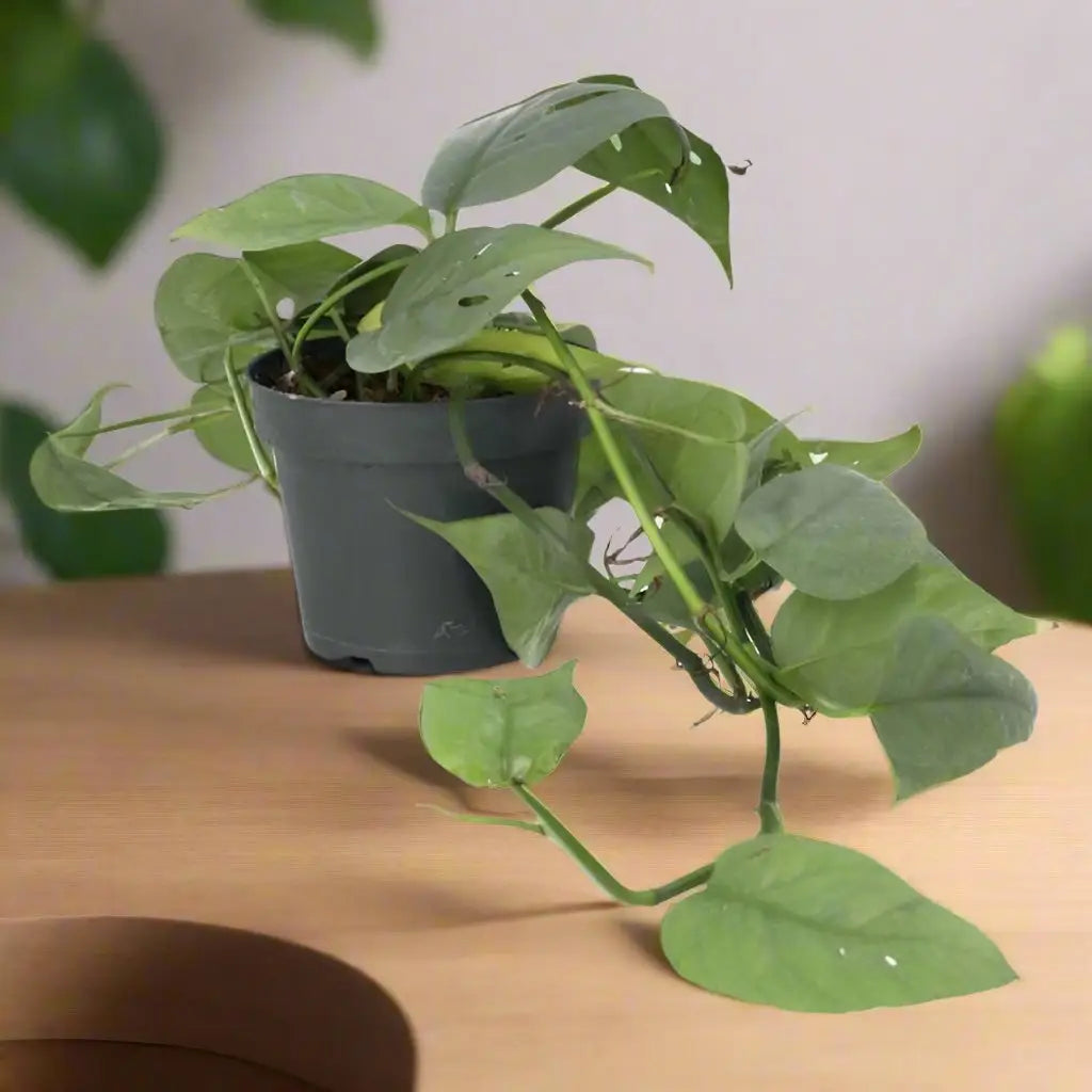 Buy Devil's Ivy 'Cebu Blue' (Epipremnum pinnatum) online