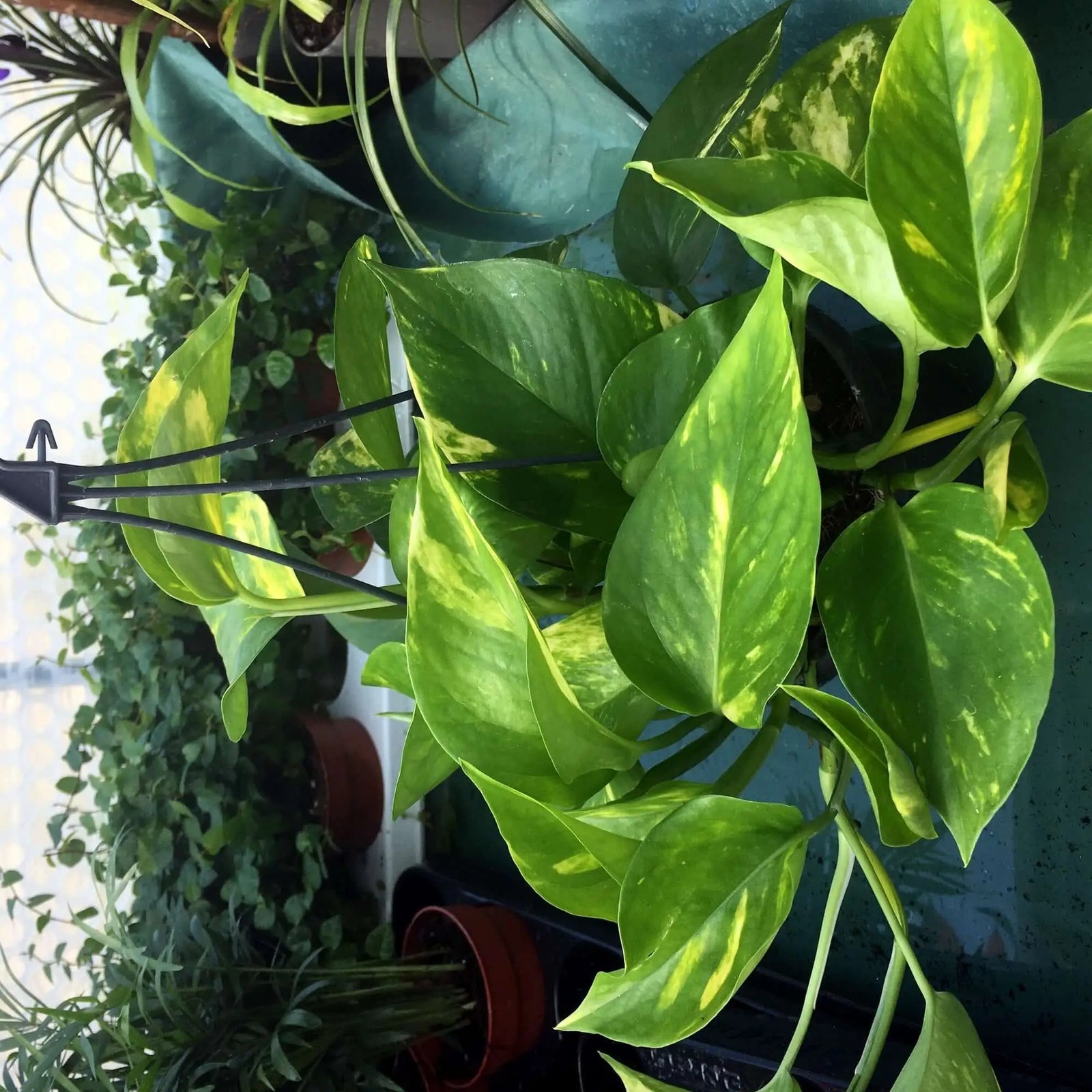 Buy Devil's Ivy (Epipremnum aureum) - Hanging online