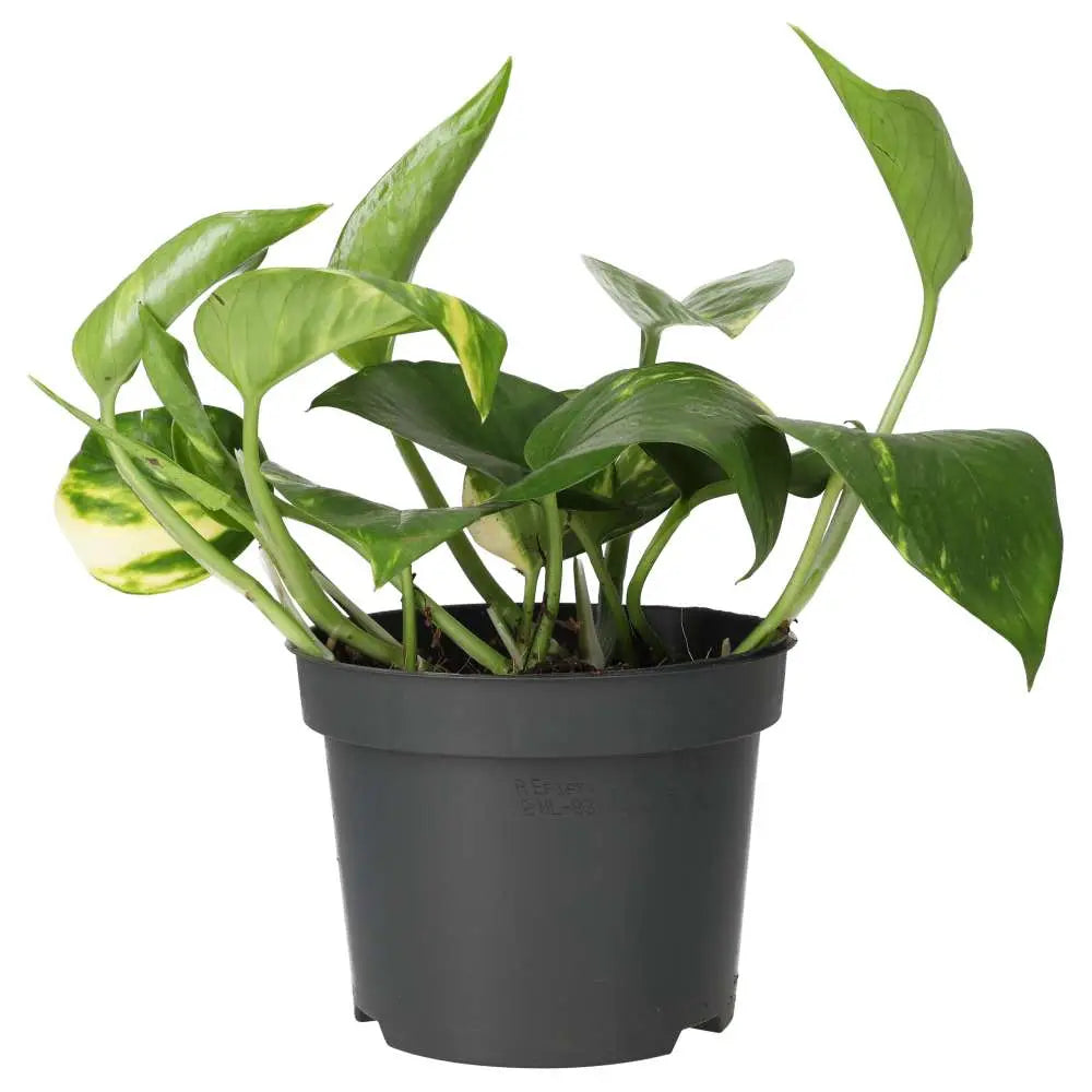 Devil's Ivy (Epipremnum aureum)
Large