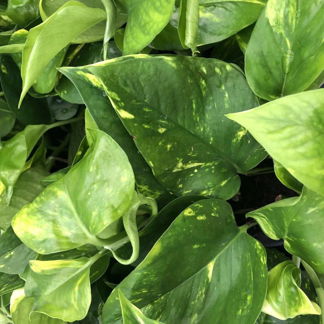 Buy Devil's Ivy (Epipremnum aureum) (PPL214M) Online at £4.74 from Reptile Centre