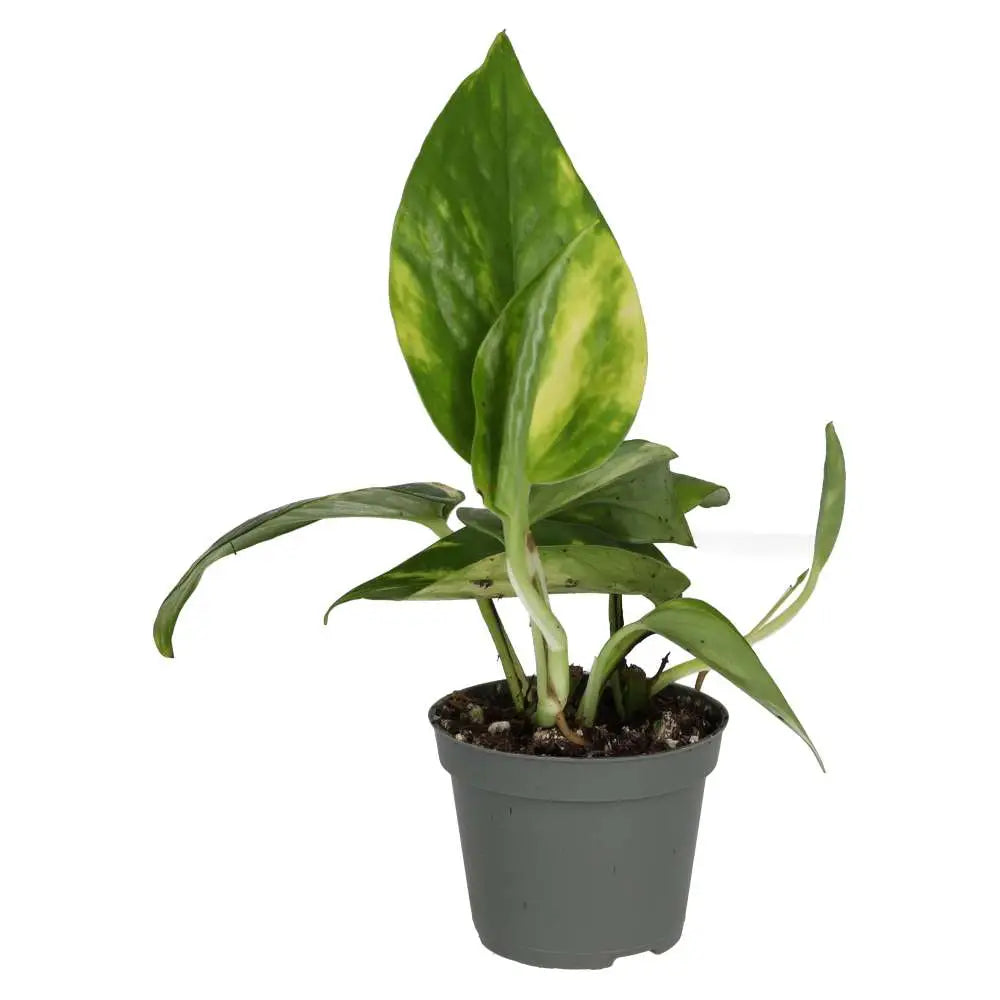 Buy Devil's Ivy (Epipremnum aureum) online