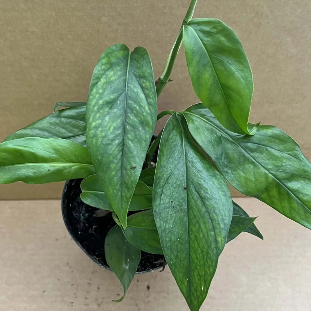 Buy Devil's Ivy (Epipremnum pinnatum) - Large (PPL545L) Online at £8.49 from Reptile Centre