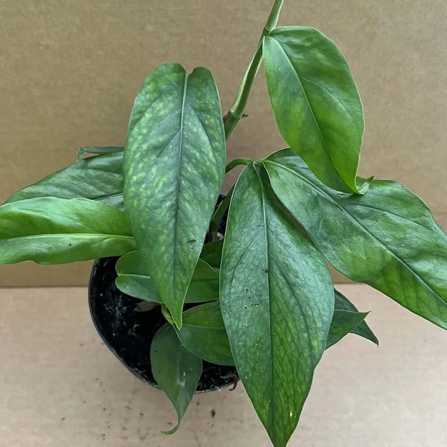 Buy Devil's Ivy (Epipremnum pinnatum) - Large online