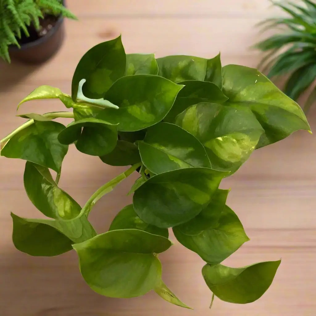 Buy Devil's Ivy 'Global Green' (E.aureum 'Global Green') online