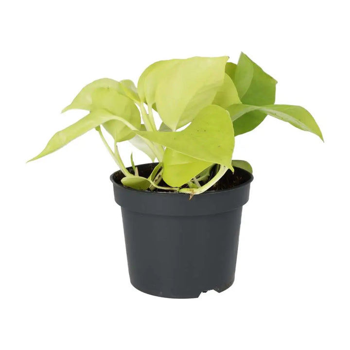 Devil's Ivy 'Golden' (Epipremnum aureum 'Golden')