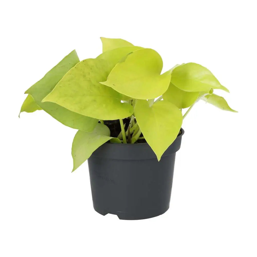 Devil's Ivy 'Golden' (Epipremnum aureum 'Golden')