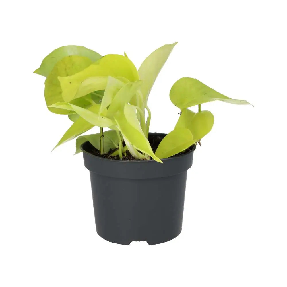 Devil's Ivy 'Golden' (Epipremnum aureum 'Golden')
