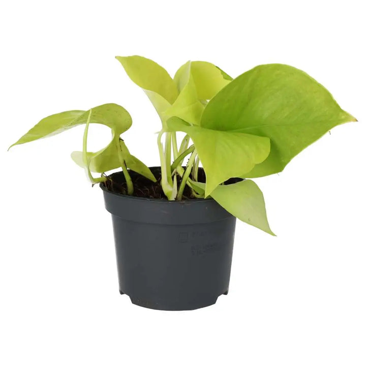 Devil's Ivy 'Golden' (Epipremnum aureum 'Golden')