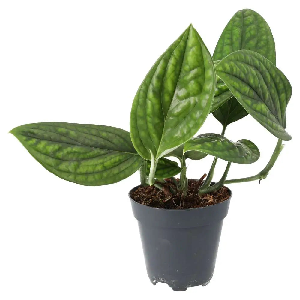 Buy Devil's Ivy 'Marble Planet' (Epipremnum pinnatum) online