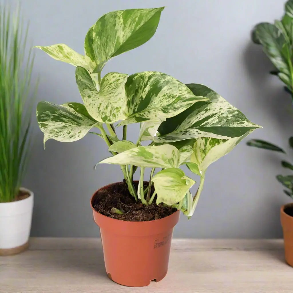 Buy Devil's Ivy 'Marble Queen' (E. aureum 'Marble Queen') online