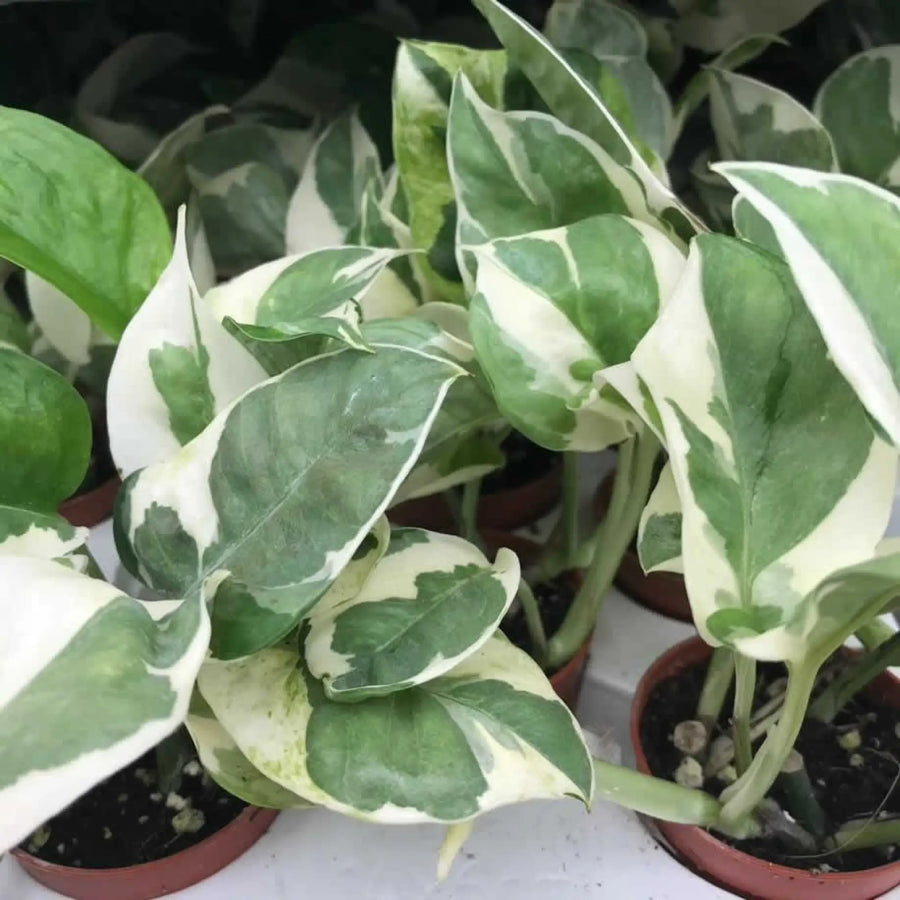 Buy Devil's Ivy 'Variegated' (Epipremnum aureum 'N'Joy') (PPL214SV) Online at £4.74 from Reptile Centre