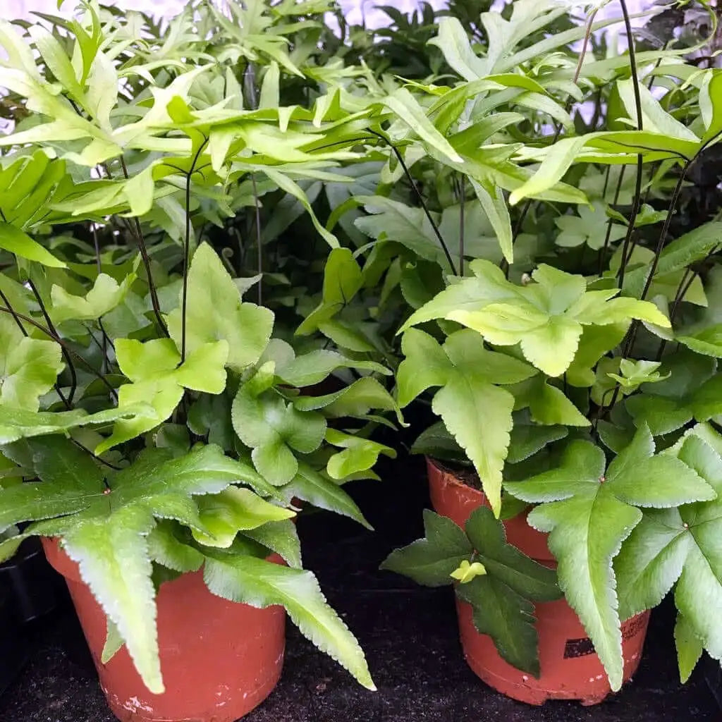 Buy Digit Fern (Doryopteris pedata) online