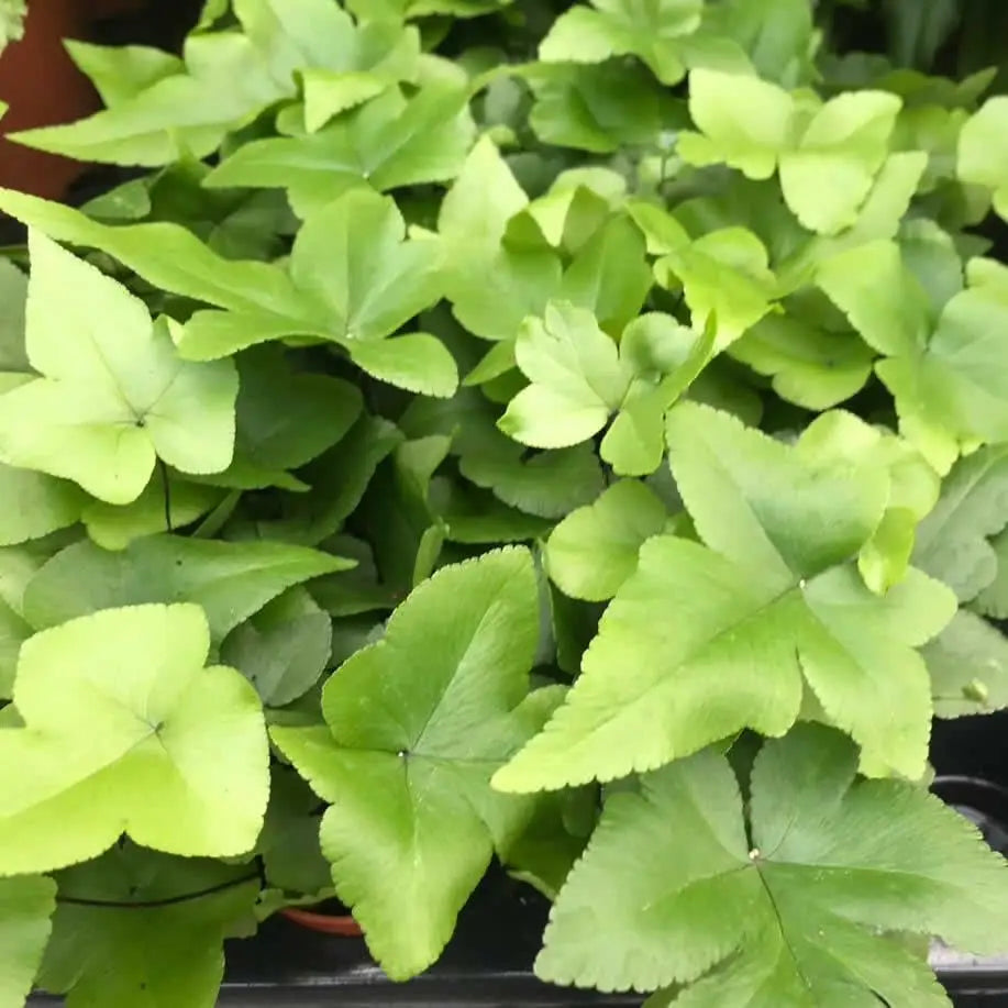 Buy Digit Fern (Doryopteris pedata) online