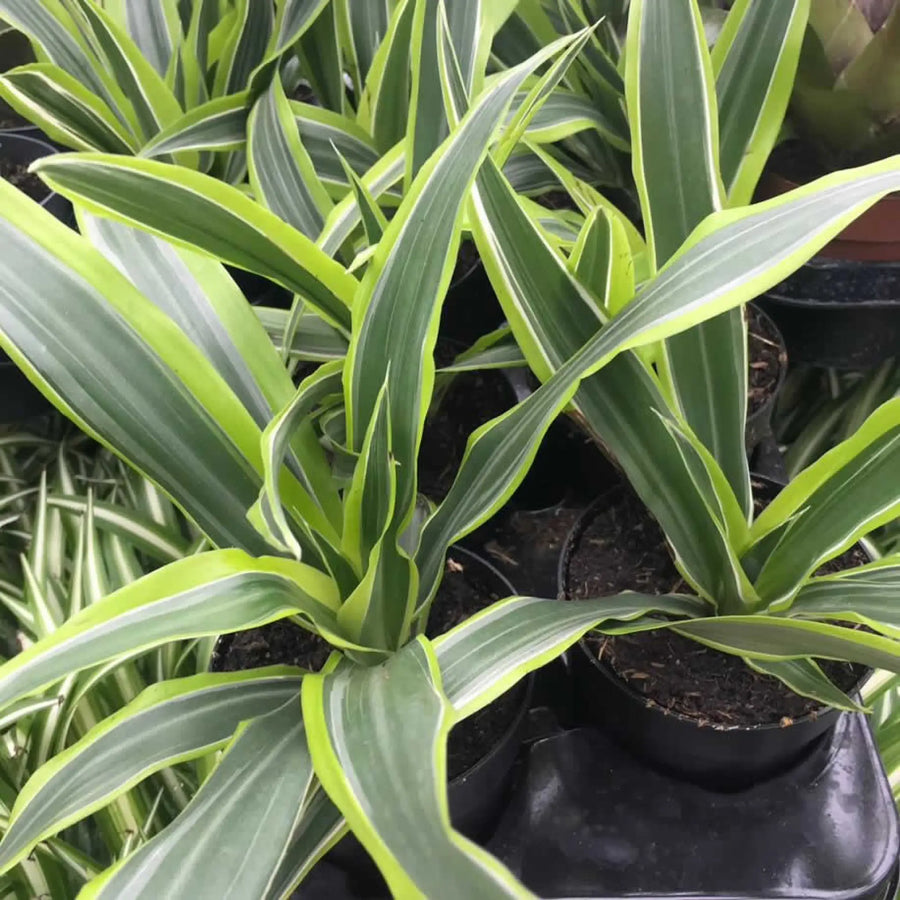 Buy Dragon Plant (Dracaena sp.) (PPL465L) Online at £6.64 from Reptile Centre