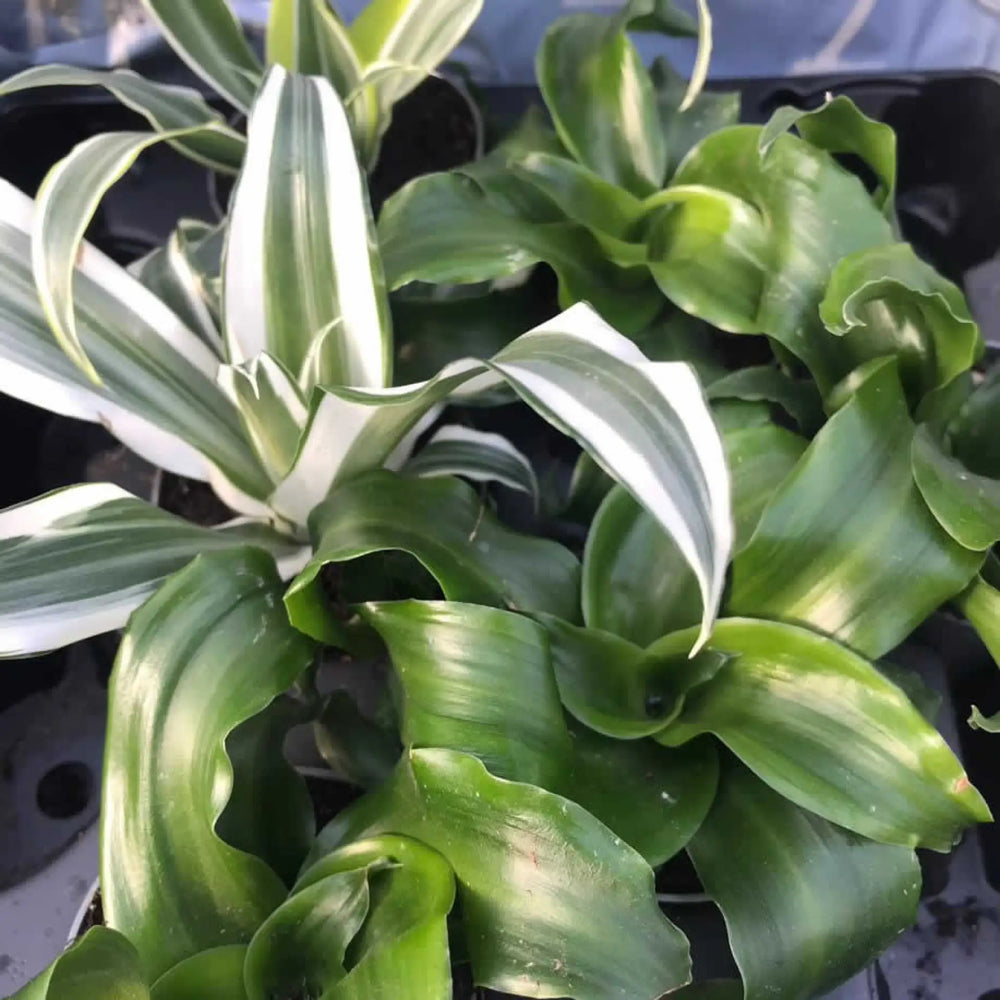 Buy Dragon Plant (Dracaena sp.) (PPL465M) Online at £5.69 from Reptile Centre