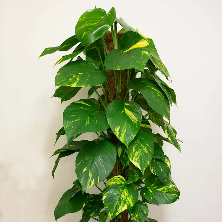 Buy Dragon-tail Plant (Epipremnum aureum) (PPL215) Online at £18.99 from Reptile Centre