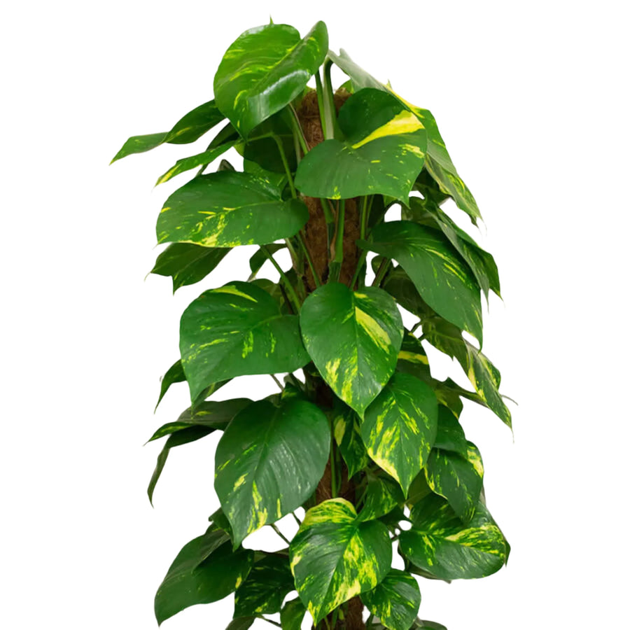 Buy Dragon-tail Plant (Epipremnum aureum) (PPL215) Online at £18.99 from Reptile Centre