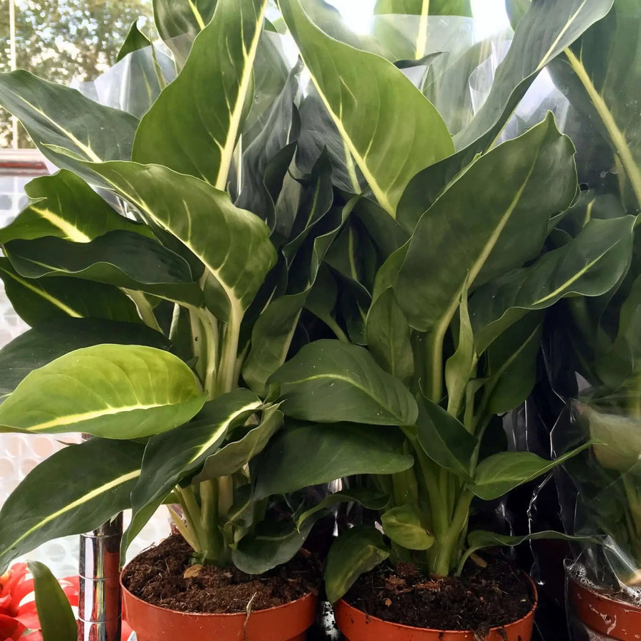 Buy Dumb Cane (Dieffenbachia 'Green Magic') (PPL426) Online at £8.54 from Reptile Centre