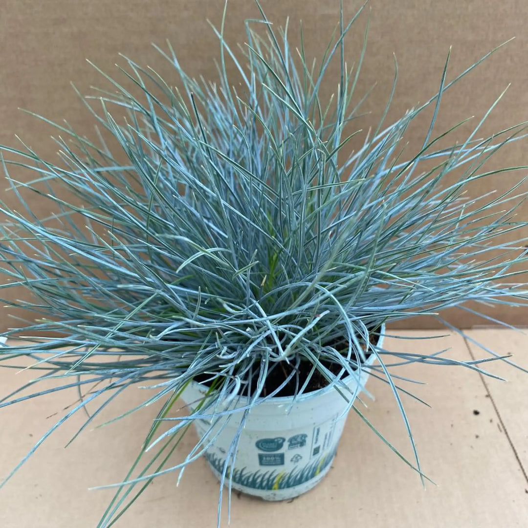 Dwarf Blue Grass (Festuca glauca)
