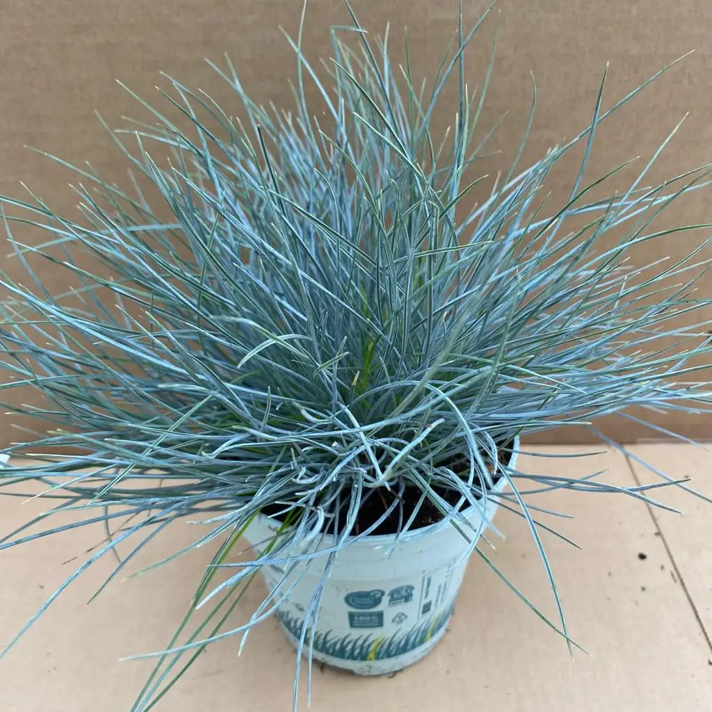 Buy Dwarf Blue Grass (Festuca glauca) online