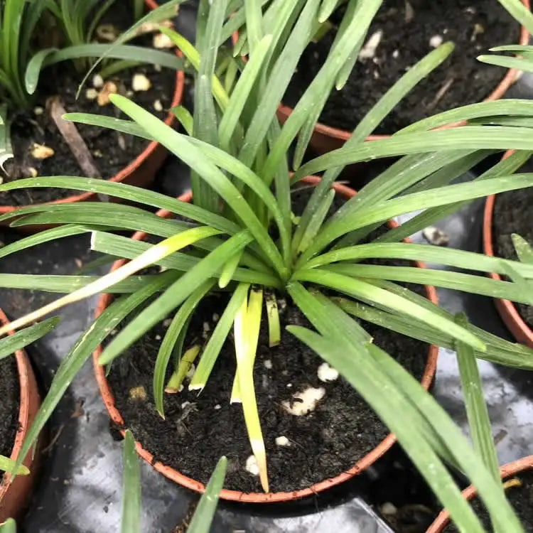 Buy Dwarf Mondo Grass (Ophiopogon japonicus 'Minor') online