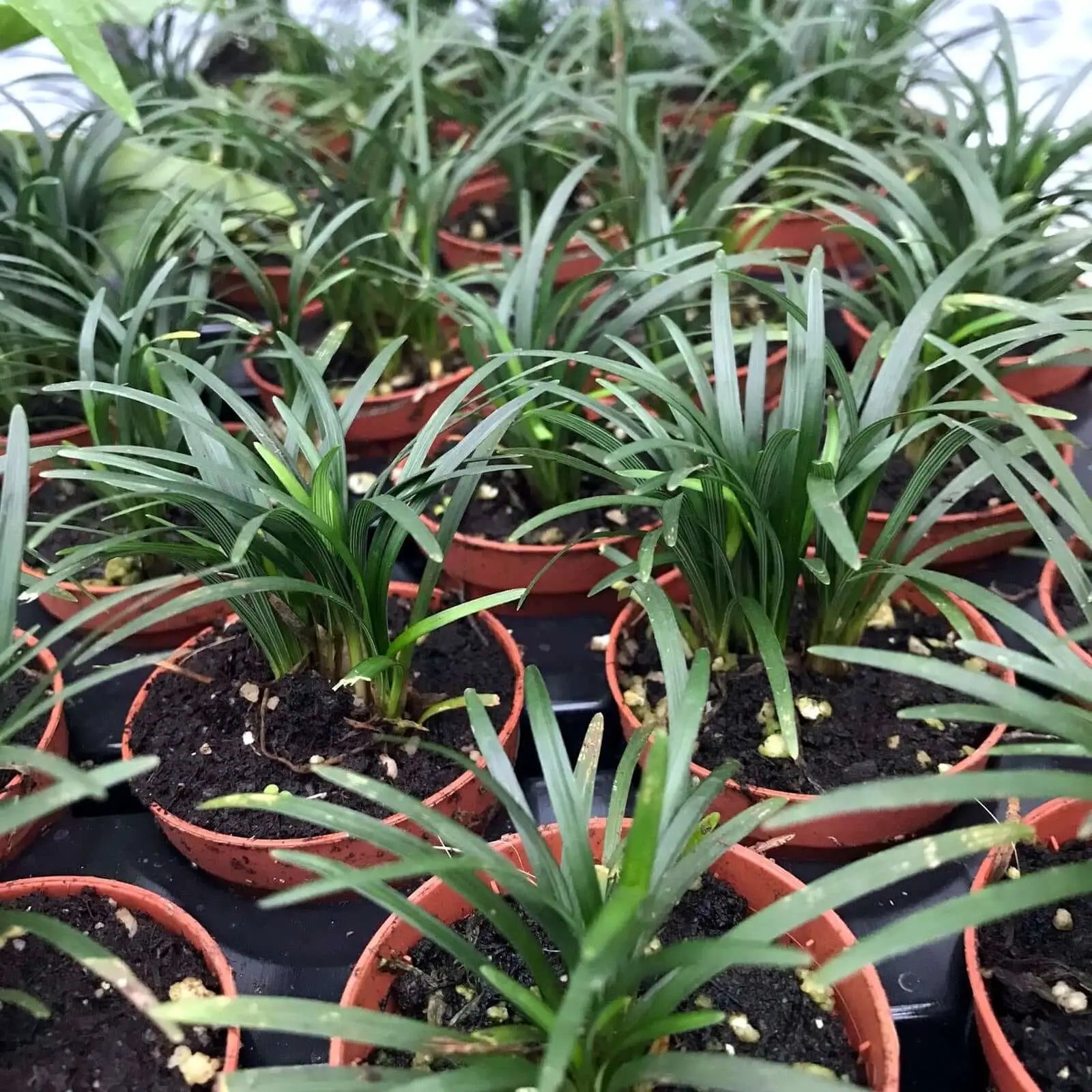 Buy Dwarf Mondo Grass (Ophiopogon japonicus 'Minor') online