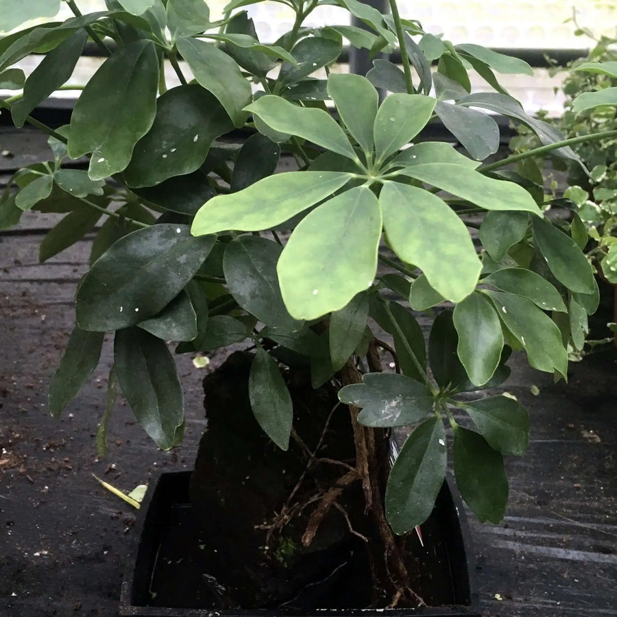 Buy Dwarf Umbrella Tree on Lava Rock (Schefflera arboricola) online