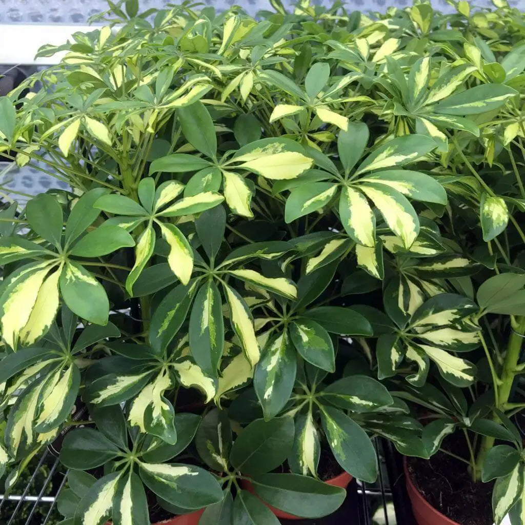 Buy Dwarf Umbrella Tree (Schefflera arboricola) online