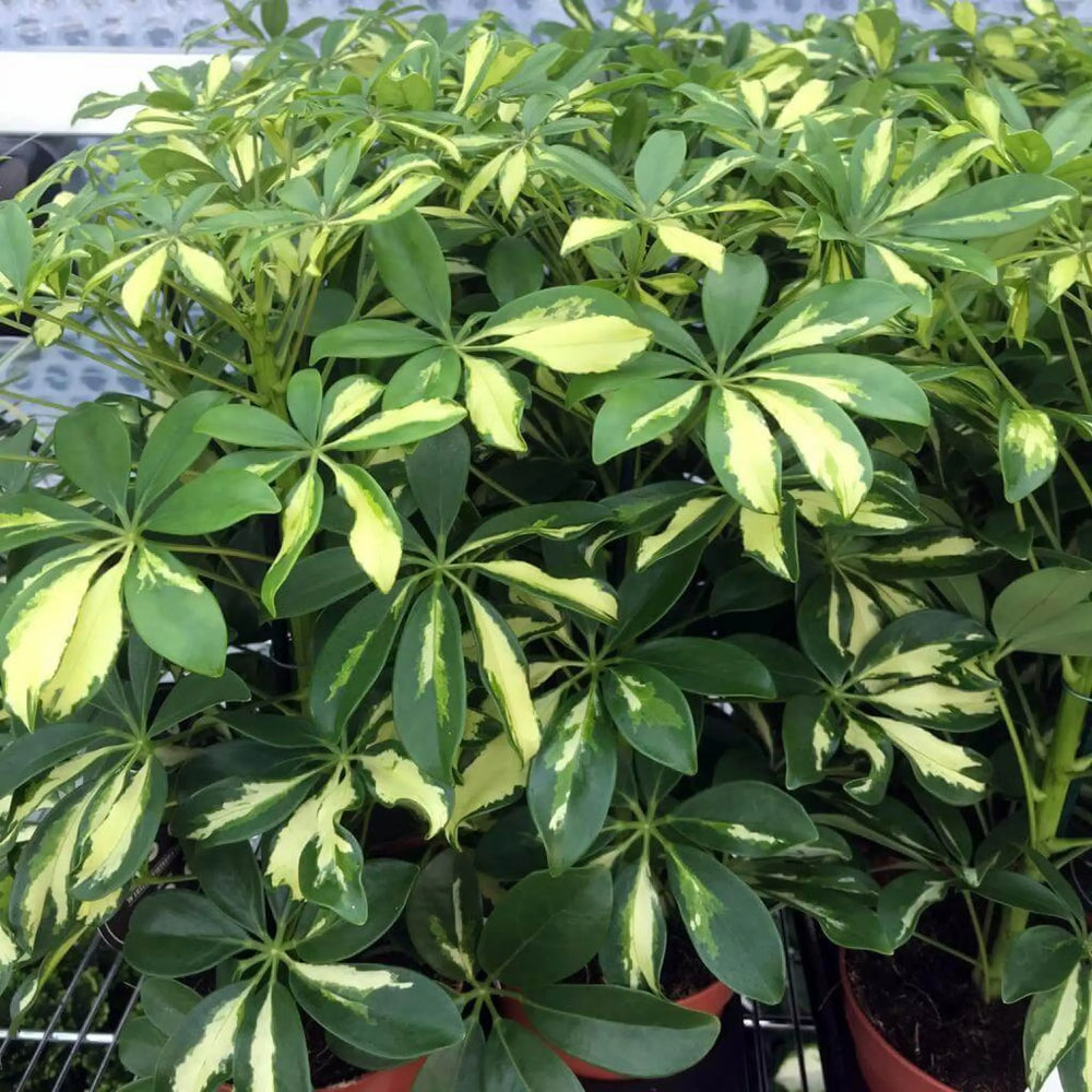 Buy Dwarf Umbrella Tree (Schefflera arboricola) (PPL259L) Online at £9.49 from Reptile Centre